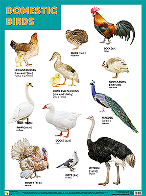 Пл.Domestic Birds(Домашние птицы)(590x440x1 мм)