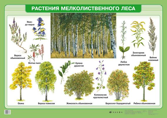 Растения мелколиственного леса (1) 670 Немцева.