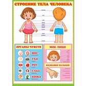 Пл.Строение тела человека (картон, размер 596*440мм)