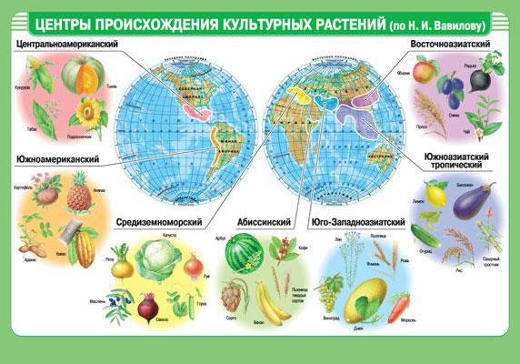 Центры происхождения растений/Распределение солнечного света (мат) 1036