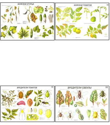 т.Вредители и болезни овощных культур (17 пл,винил,70*100)