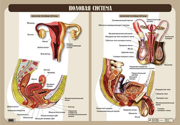 Половая система (1)524 Пшеничная.