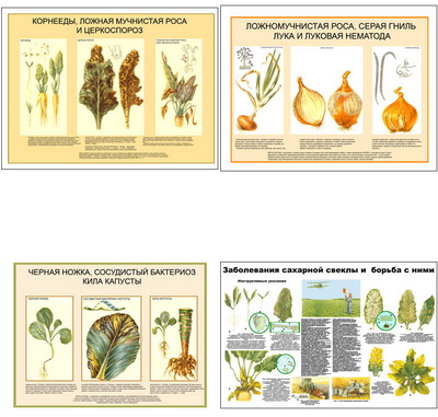 т.Вредители, болезни овощных и бахчевых культур и меры борьбы с ними (6 пл,винил,70*100)