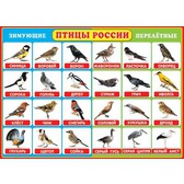 Пл.Птицы России (картон, размер 683*485мм)