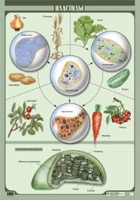 Пластиды (Глянц) (1)549 Спиридонова.