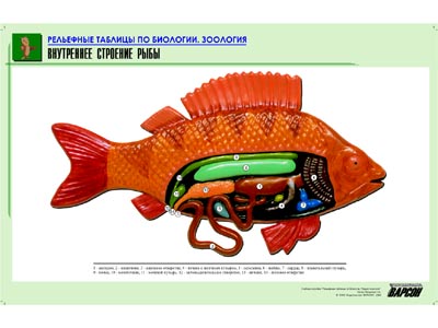 Рельефная таблица "Внутреннее строение рыбы"
