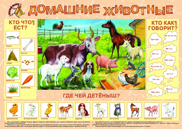 Пл.Домашние животные (пиши-стирай) (лам.картон, размер: 600х900мм)