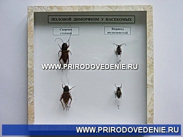 Коллекция:Половой диморфизм