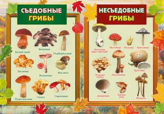 Пл.Грибы съедобные и несъедобные (картон, размер 440*596 мм)