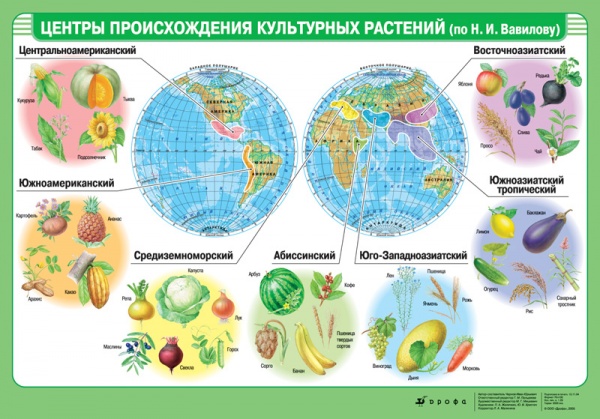 Центры происхождения важнейших культ.растений (мат) (нп) 1035