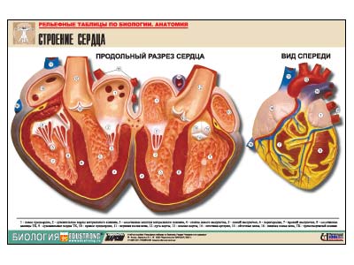 Рельефная таблица "Строение сердца" (формат А1, матовое ламинир.)
