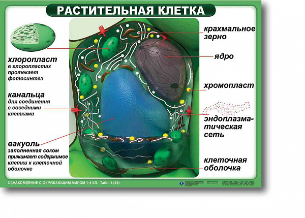 т.Ознакомление с окружающим миром. (24 табл.,картон, ламин., 50х70 см)