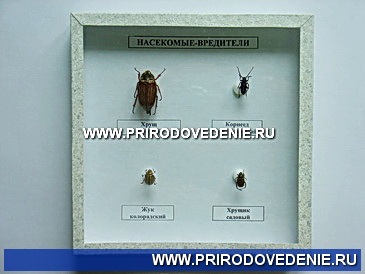 Коллекция:Насекомые вредители