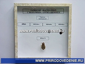 Коллекция:Развитие насекомых с неполным превращением