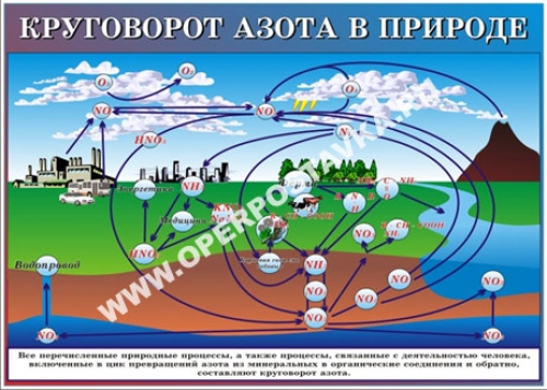 т.Круговорот азота в природе 100х140 см