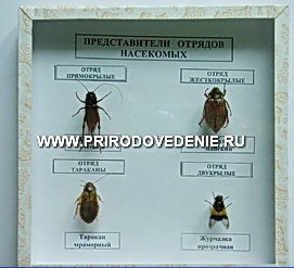 Коллекция:Представители отряда насекомых