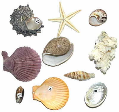 Коллекция:Морское дно