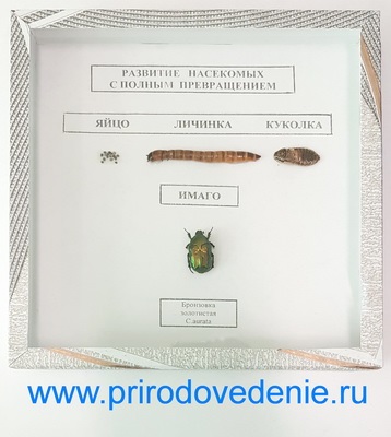 Коллекция:Развитие насекомых с полным превращением