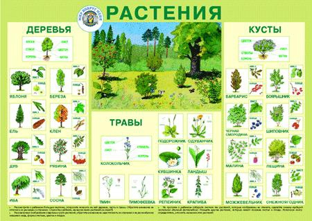 Пл.Растения (картон, 600х900мм)