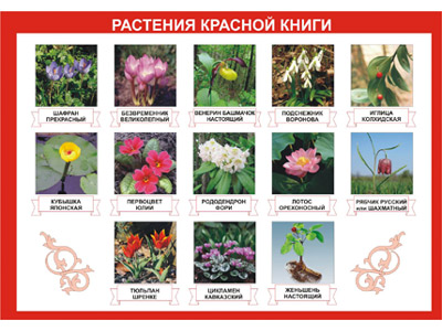 т.Растения Красной книги (формат 100х140, винил) 
