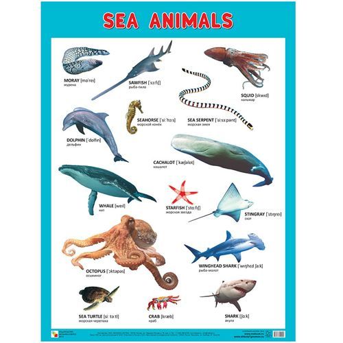 Пл.Sea Arimais(Морские обитатели)(590x440x1 мм)