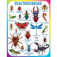 ��.���������(������, ������ 596*440��)