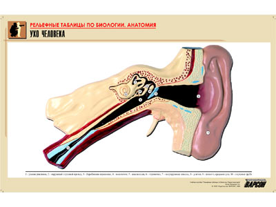 ��.��� �������� (������ �1,���.���,���������)