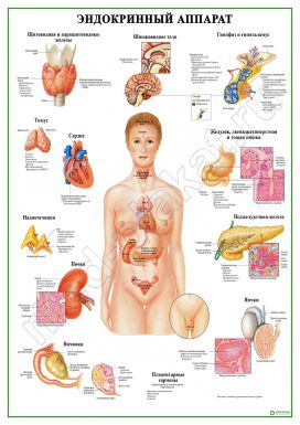 �.����������� �������, �������������� �1