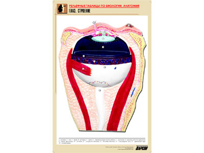 ��������� ������� "����. ��������" (������ �1, ������� �������.)