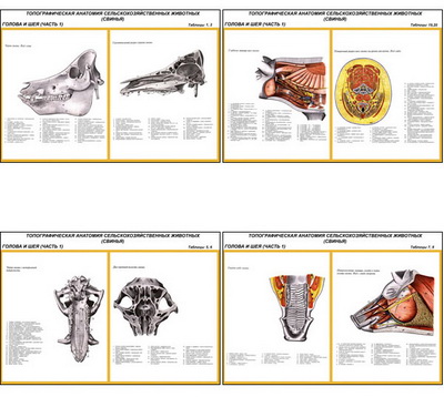 �.��������������� ��������.������.������ � ��� (11 ��,�����,70*100)