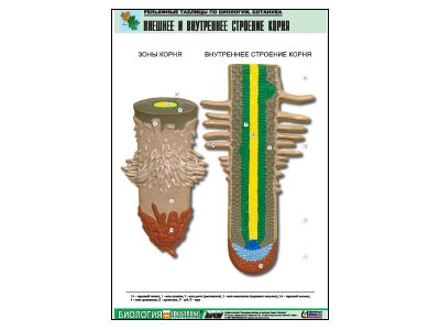 ��������� ������� "������� � ���������� �������� �����" (������ �1, ������� �������.)