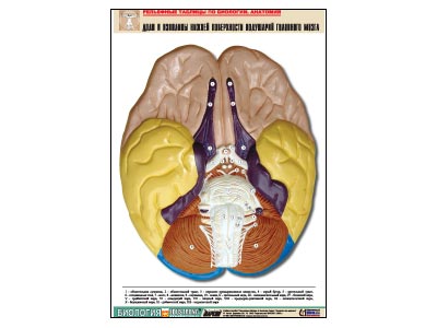 ��������� ������� "���� � �������� ������ ����������� ��������� ��������� �����" (�1, ������� ���.)