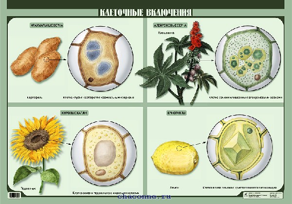 ��������� ��������� (1)548 �����������.