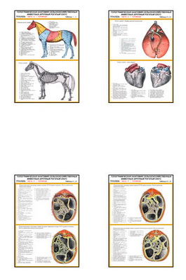 �.��������������� ��������.������.�������� (21 ��,�����,70*100)