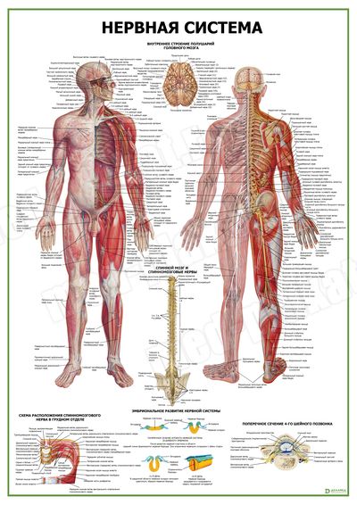 �.������� �������, �������������� �1