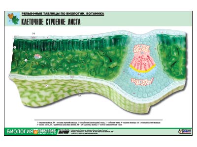 ��������� ������� "��������� �������� �����" (������ �1, ������� �������.)