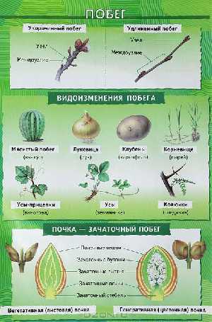 �����/����� �������� (2)505 ���������.	