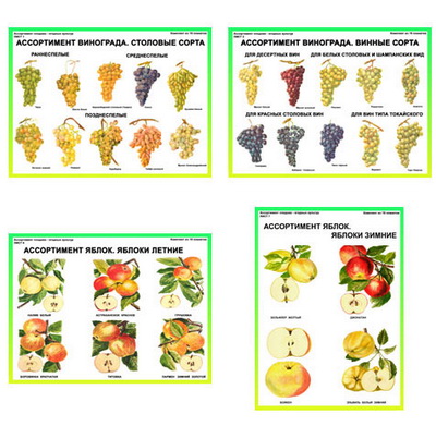 �.����������� �������-������� �������  (19 ��,�����,70*100)