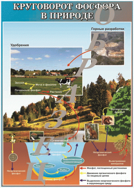 �.���������� ������� � �������  (����� 100�140 ��)