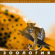 ��������. (�������� ���� �����������)  (CD) ���. �� 1 ������� �����