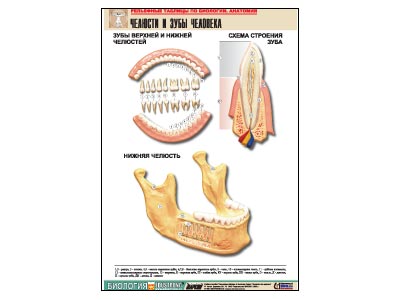 ��������� ������� "������� � ���� ��������" (������ �1, ������� �������.)