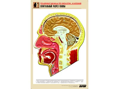 ��.������������ ������ ������ (������ �1,���.���,���������)