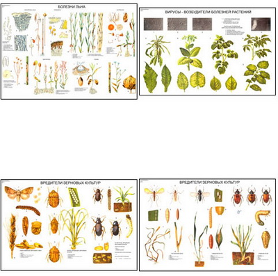 �.��������� � ������� �/� �������  (15 ��,�����,70*100)