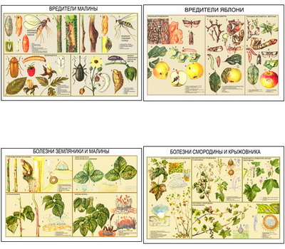 �.��������� � ������� �������-������� ������� (11 ��,�����,70*100)