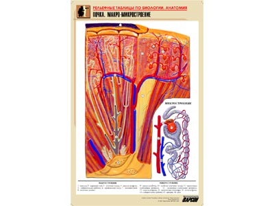 ��������� ������� "�����. �����-�������������" (������ �1, ������� �������.)