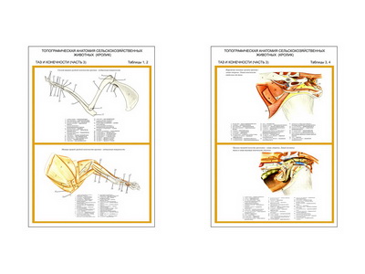 �.��������������� ��������.������.��� � ���������� (2 ��,�����,70*100)