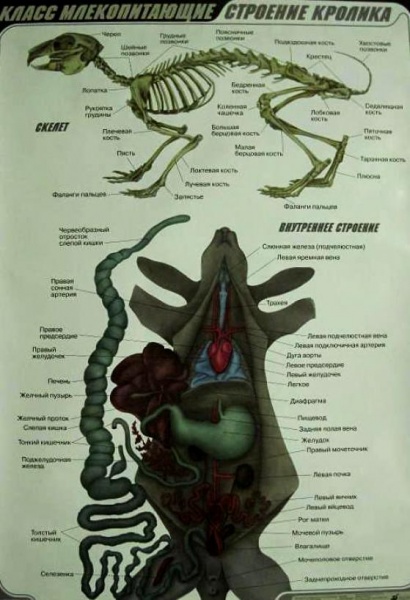 �������� ������� (1) 703 ���������.