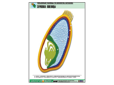 ��������� ������� "�������� �������" (������ �1, ������� �������.)