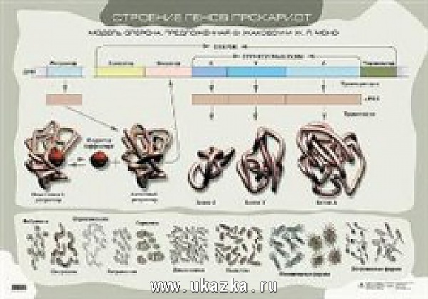 �������� ����� ��������� (1)546 ����������.