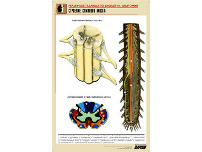 ��.�������� �������� ����� (������ �1,���.���,���������)